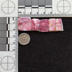 Spiny Oyster Strip 12310